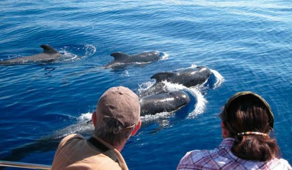 Ocean House & Perfect For You Costa Adeje  Extérieur photo
